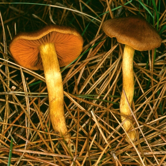 CINAMONINIS NUOSĖDIS