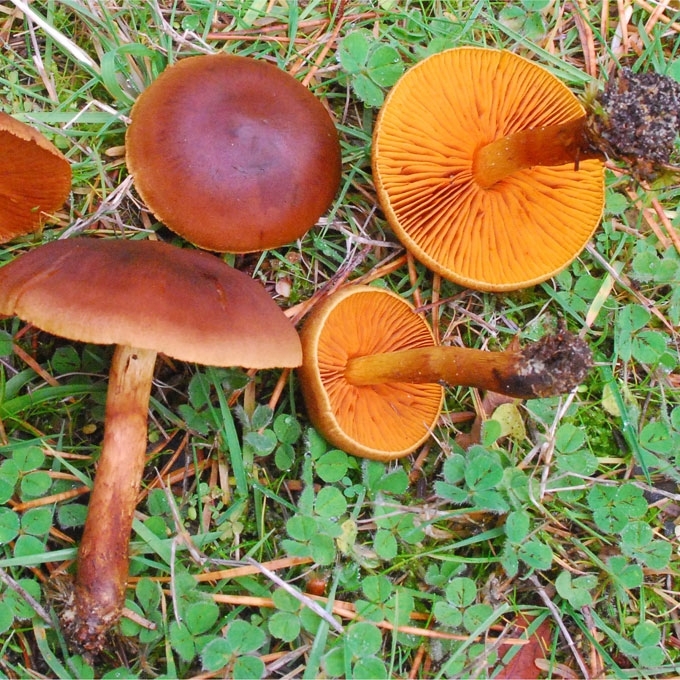 CINAMONINIS NUOSĖDIS