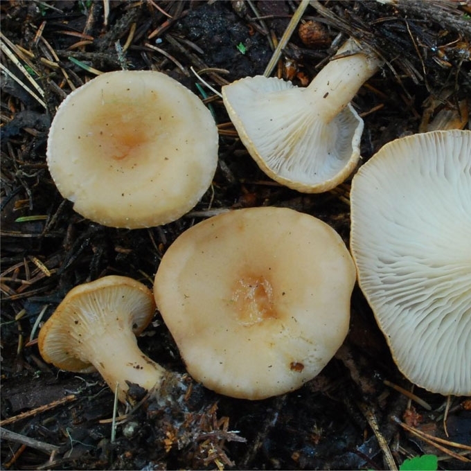 DAUBURIUOTOJI TAURIABUDĖ