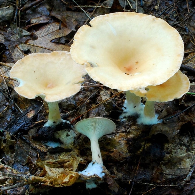 DAUBURIUOTOJI TAURIABUDĖ