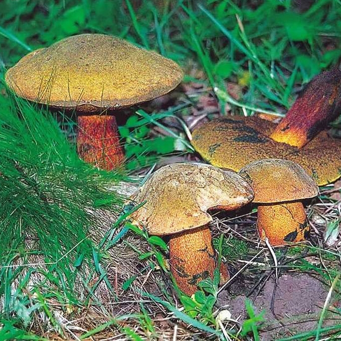 DĖMĖTASIS BARAVYKAS
