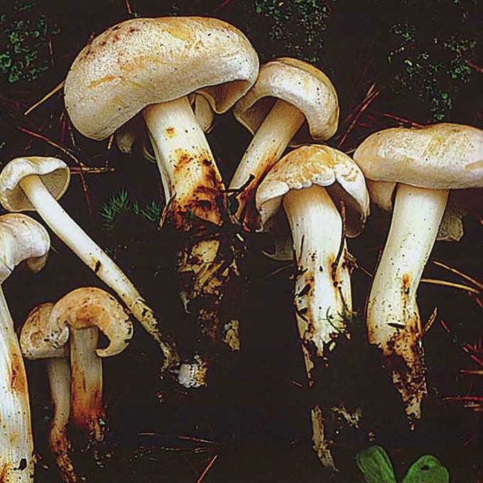 DĖMĖTOJI PLEMPĖ