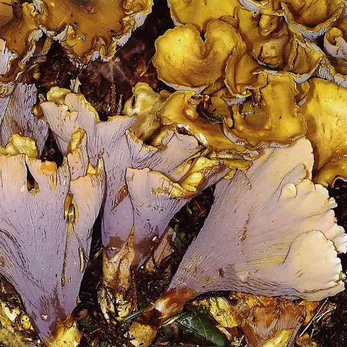 DIDYSIS KUOKAS