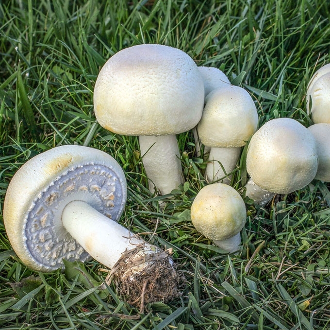 DIRVINIS PIEVAGRYBIS