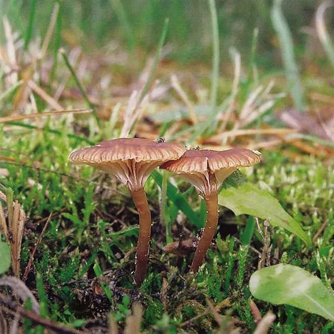 DIRVONINĖ LAIBABUDĖ
