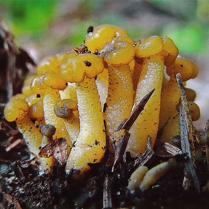 DREBULINĖ GELSVUOLĖ