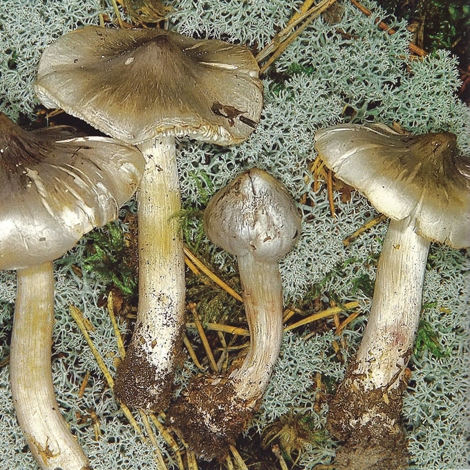 DRYŽUOTASIS BALTIKAS