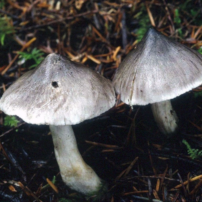 DRYŽUOTASIS BALTIKAS