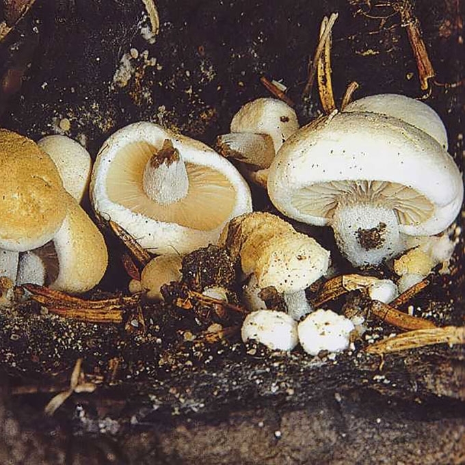 DULKANČIOJI KREMBLĖ