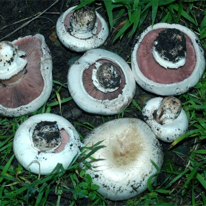 DVIŽIEDIS PIEVAGRYBIS