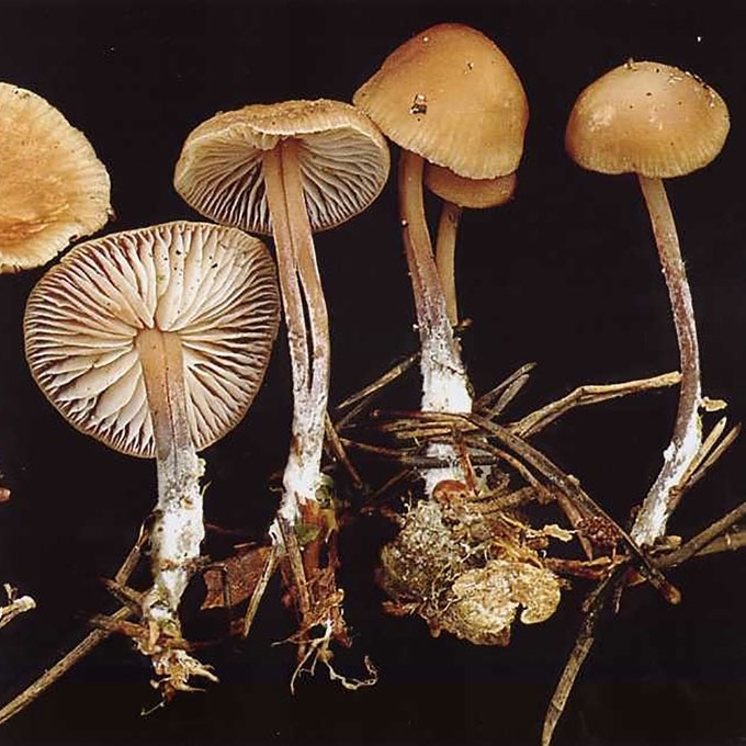 DVOKIANTYSIS PLEMPIS