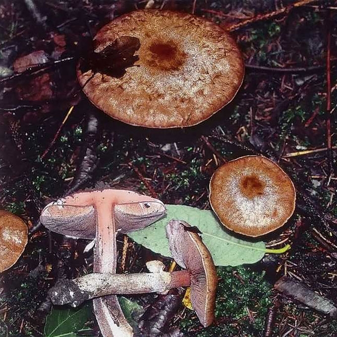 DYDYSIS PIEVAGRYBIS