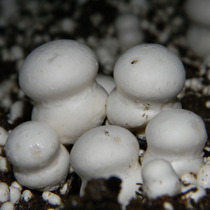 DYDYSIS PIEVAGRYBIS