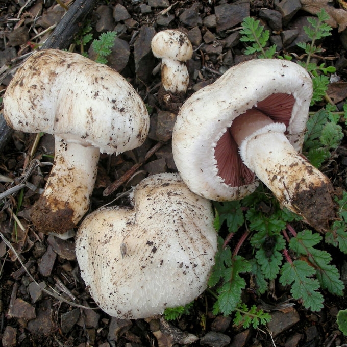 DYDYSIS PIEVAGRYBIS