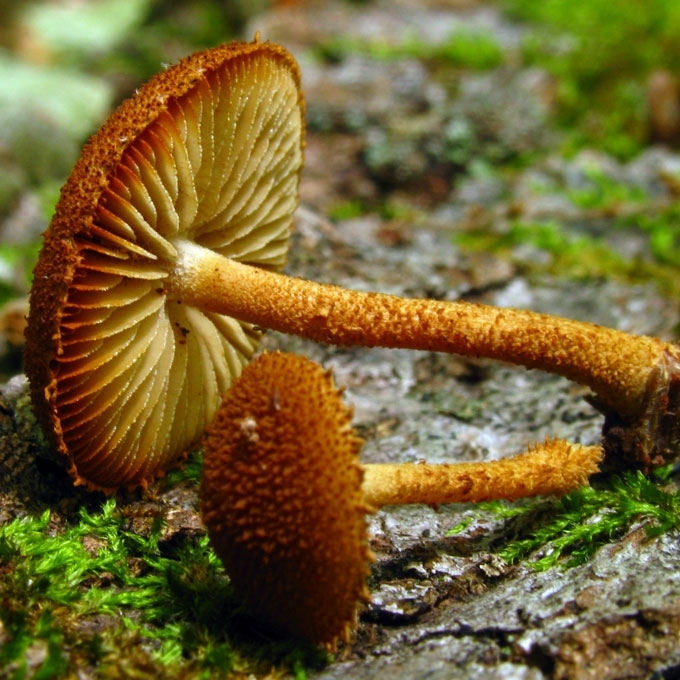 DYGLIUOTASIS ŠIURŠIS
