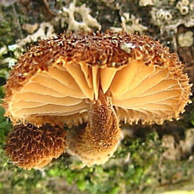 DYGLIUOTASIS ŠIURŠIS