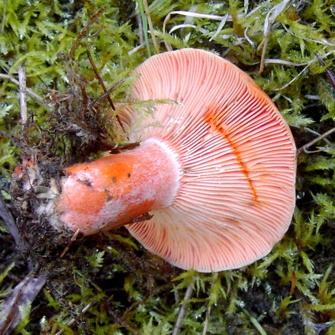 EGLYNININĖ RUDMĖSĖ