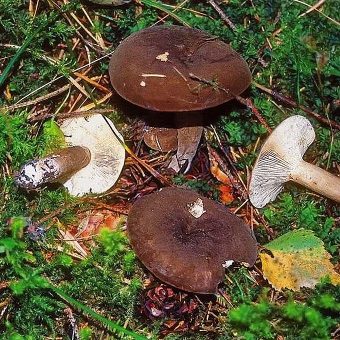 EGLYNINIS PIENGRYBIS