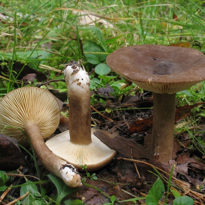 EGLYNINIS PIENGRYBIS