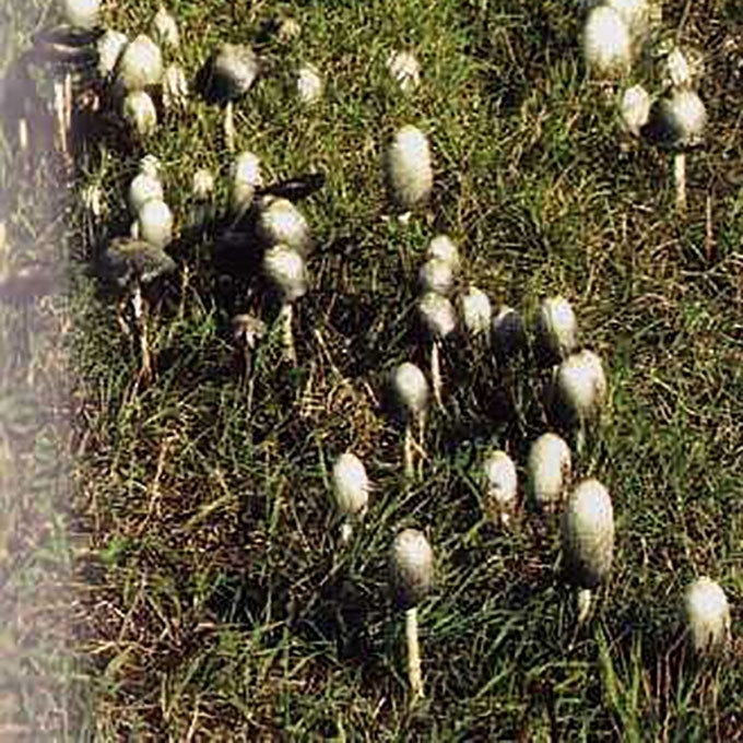 GAURUOTASIS MĖŠLAGRYBIS