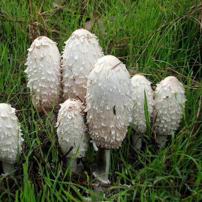 GAURUOTASIS MĖŠLAGRYBIS