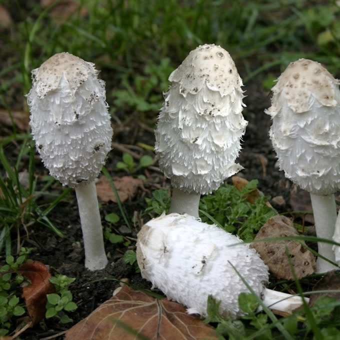 GAURUOTASIS MĖŠLAGRYBIS