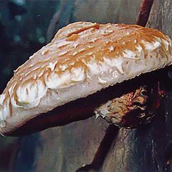 GAURUOTOJI SKUJAGALVĖ