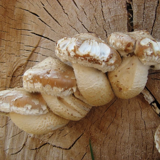 GAURUOTOJI SKUJAGALVĖ