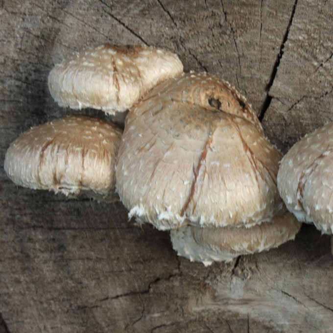 GAURUOTOJI SKUJAGALVĖ