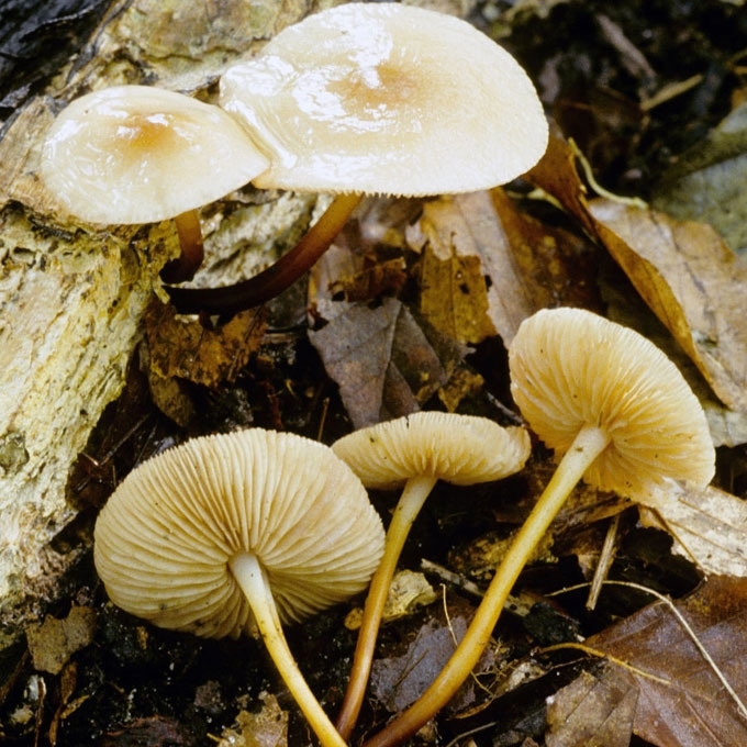 GELSVARUDIS MAŽŪNIS