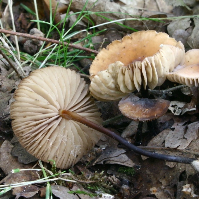 GELSVARUDIS MAŽŪNIS