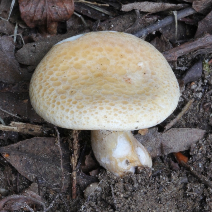 GELSVOJI STIRNABUDĖ