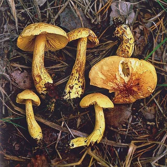 GELTONASIS BALTIKAS