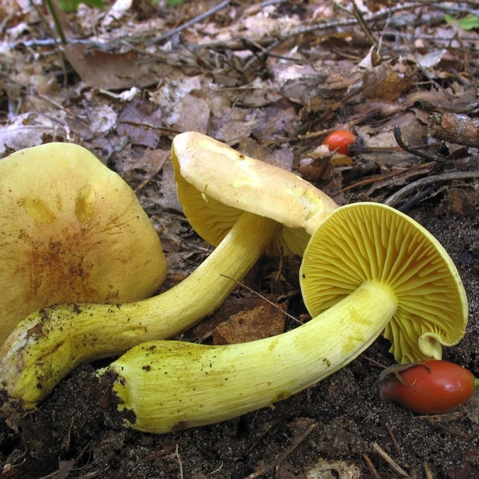 GELTONASIS BALTIKAS