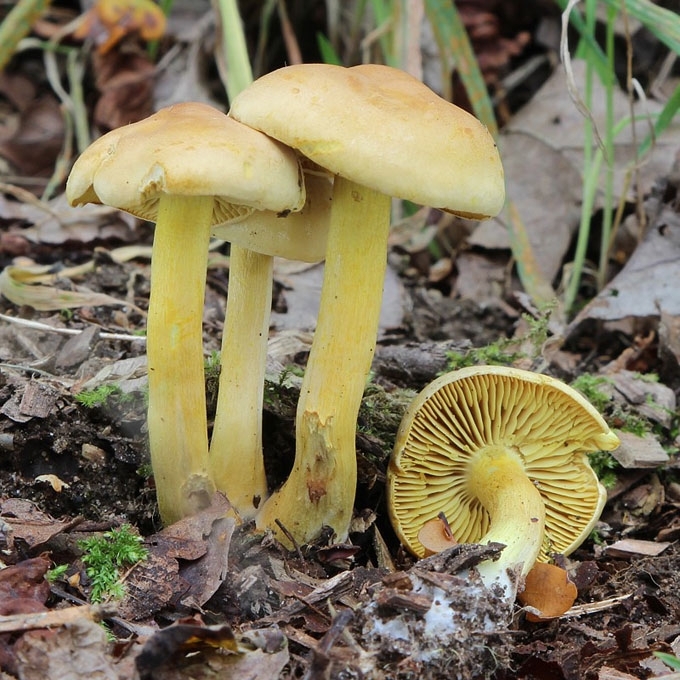 GELTONASIS BALTIKAS