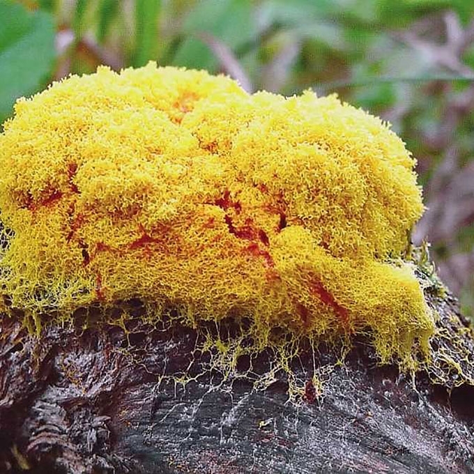 GELTONASIS FULIGAS