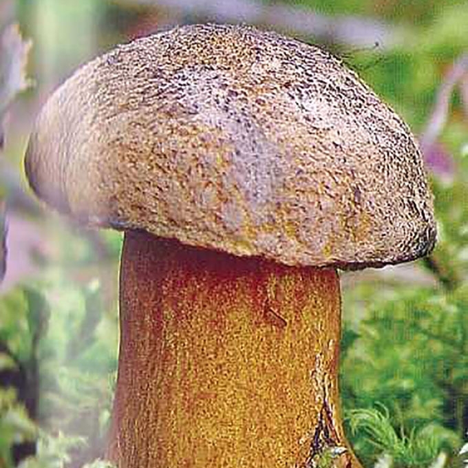 GELTONASIS KAZLĖKAS