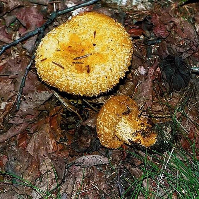 GELTONASIS PIENGRYBIS