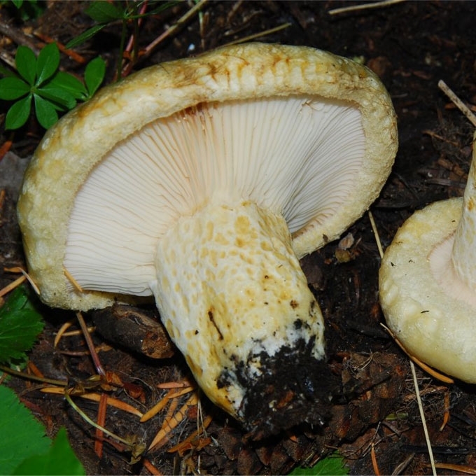 GELTONASIS PIENGRYBIS