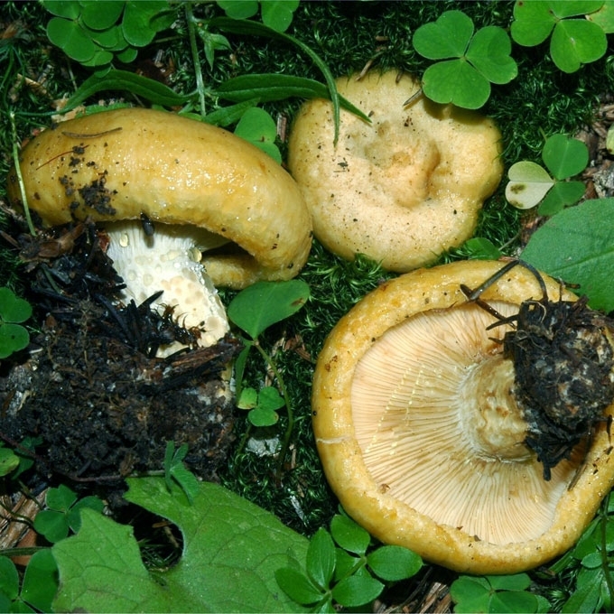 GELTONASIS PIENGRYBIS