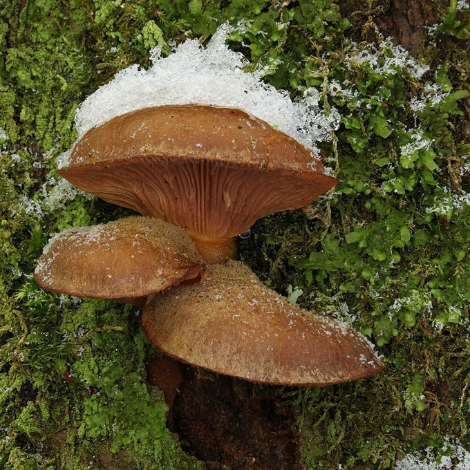 GELTONKOTIS SKIAUTENĖLIS