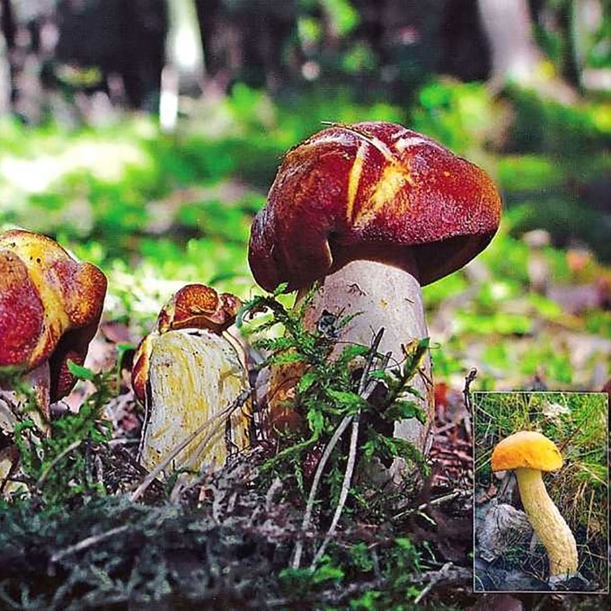 GELTONPORIS RAUDONVIRŠIS