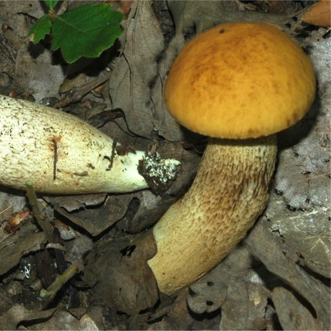 GELTONPORIS RAUDONVIRŠIS