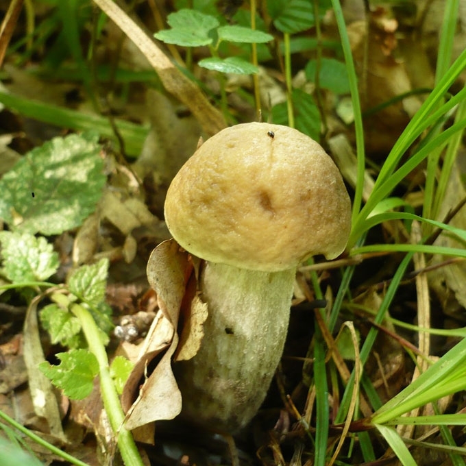 GELTONPORIS RAUDONVIRŠIS