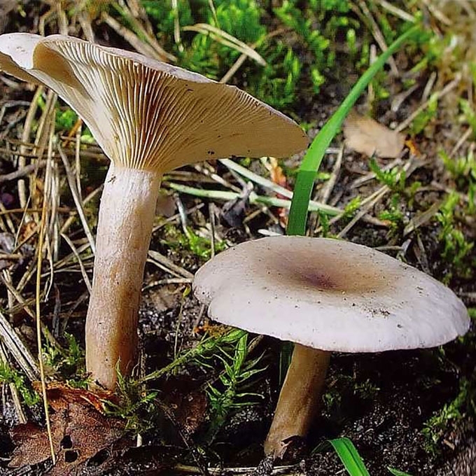 GLEBUSIS PIENGRYBIS