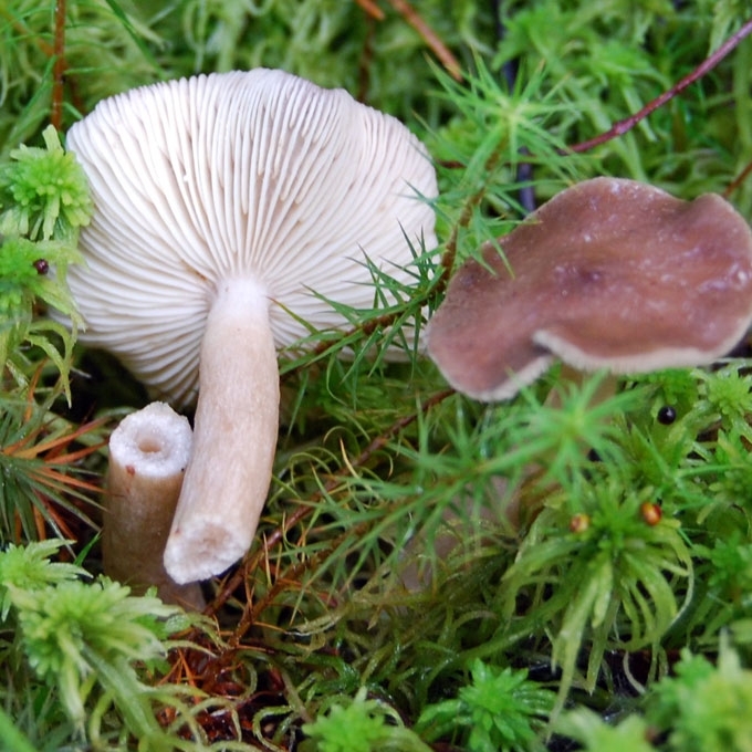 GLEBUSIS PIENGRYBIS