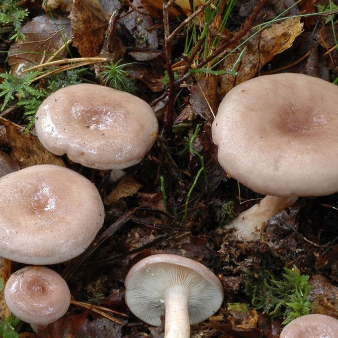 GLEBUSIS PIENGRYBIS
