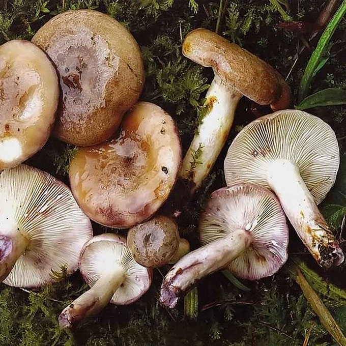 GLITUSIS PIENGRYBIS