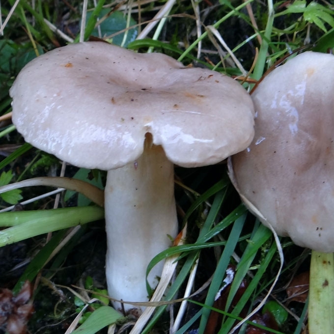 GLITUSIS PIENGRYBIS
