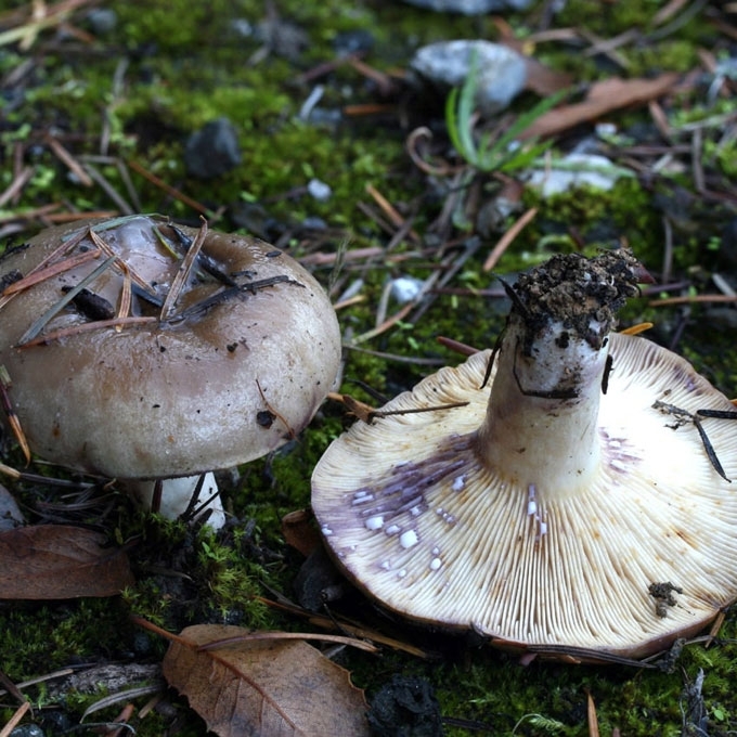 GLITUSIS PIENGRYBIS